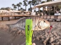 Морская рыбалка в Белеке, Анталийское побережье: пирс Bellis Deluxe