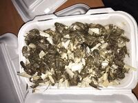 Анталья, берег: подскажите, что за приманка на фото у меня - опознание