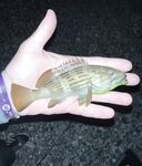 Анталья, вечерний выход: проверил камни и свал - пару тычков