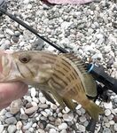 Анталья, вечерний выход: проверил камни и свал - пару тычков