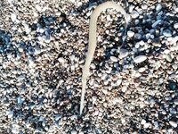 Анталья: отводной поводок + микросиликон = «флейта» по мелочи