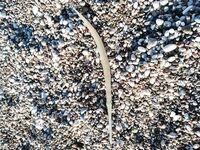 Анталья: отводной поводок + микросиликон = «флейта» по мелочи