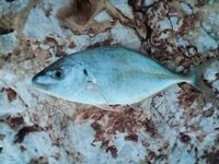 Анталья: опознание - траль или другой каранкс, кто подскажет?