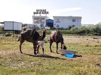 Анталья: на реке тишина, в море фугу, индейка сгнила - опыт есть
