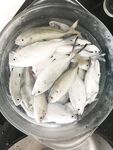 Кальмар подошёл, трал оживился, ночные выходы обещают движ