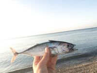 Пока без отчёта, готовлю снасти и место, вернусь с водой