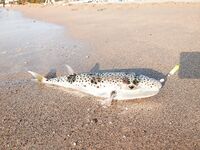 УЛ на рассвете у пляжа, каменные окуни и на финале баллон