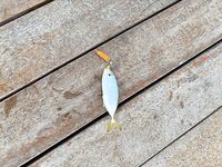 Первый выезд, двадцать хвостов, но одни сикильдявки на микроджиг