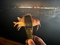 Морская рыбалка в Бельдиби и Гёйнюке: ультралайт клюёт бодренько