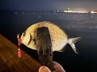 Морская рыбалка в Бельдиби и Гёйнюке: ультралайт клюёт бодренько