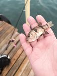 Морская рыбалка в Бельдиби и Гёйнюке: ультралайт клюёт бодренько