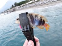Морская рыбалка в Бельдиби и Гёйнюке: ультралайт клюёт бодренько