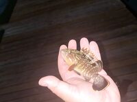 Морская рыбалка в Бельдиби и Гёйнюке: ультралайт клюёт бодренько