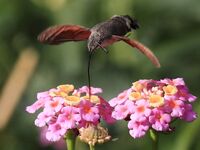 Пирсы у бывшего Отиума, Анталийское побережье - кефаль и мелануры