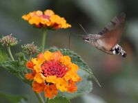Пирсы у бывшего Отиума, Анталийское побережье - кефаль и мелануры