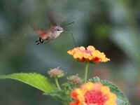 Пирсы у бывшего Отиума, Анталийское побережье - кефаль и мелануры