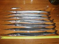 Саргановый улов родни: сезонный клев держится, фото прилагают