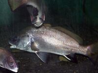 Горбыль с берега — удача, скорпена ночью чаще: ловля на отводной