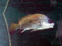 Горбыль с берега — удача, скорпена ночью чаще: ловля на отводной