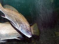 Горбыль с берега — удача, скорпена ночью чаще: ловля на отводной