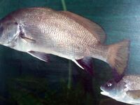 Горбыль с берега — удача, скорпена ночью чаще: ловля на отводной