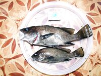 Горбыль с берега — удача, скорпена ночью чаще: ловля на отводной