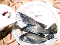 Горбыль с берега — удача, скорпена ночью чаще: ловля на отводной