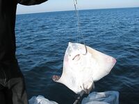 Большой Утриш: пёстрый улов и бесконечный ночной ерш