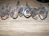 Большой Утриш: пёстрый улов и бесконечный ночной ерш