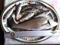 Небольшой улов двухнедельной давности: отмечаю стабильность точки