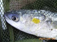 Испания: кефаль на хлеб с «гирляндой» тройников и большим поплавком