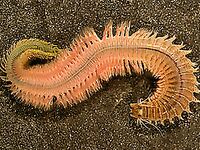 Нереис в Чёрном море: лиманный червь под кефаль и нюанс по «раскопкам»