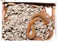 Coreano и Americano: коробочки по цене и что любит кефаль