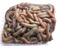 Coreano и Americano: коробочки по цене и что любит кефаль