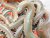 Coreano и Americano: коробочки по цене и что любит кефаль