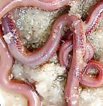 Червь «американо»: внешний вид и применение на месте