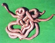 Червь «американо»: внешний вид и применение на месте