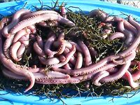 Червь «американо»: внешний вид и применение на месте