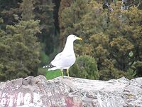 «Вот такой Мартын»: отмечаю эпизод в ленте