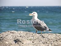 «Вот такой Мартын»: отмечаю эпизод в ленте