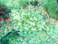 «Вот такая она»: короткая помета к фото