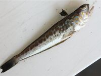 Ставридный столбик: глубины 20–25 м, на 40+ не встречал