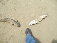 Анапа, пеленгас днём: морской червь и точный заброс в гуляющую стаю