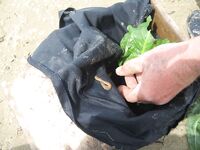 Анапа, пеленгас днём: морской червь и точный заброс в гуляющую стаю