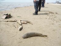 Анапа, пеленгас днём: морской червь и точный заброс в гуляющую стаю