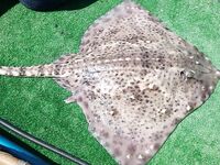 Ставрида у берега и «зверь» на 4 кг: 09 июня, глубины 6–30 м