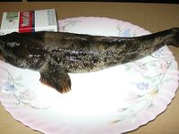 Днестровская банка, Одесса: крупный бычок и угроза из-за рапана