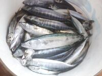 Пиламида 4 кг против 3: откапывали выход полчаса, река обмелела