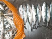 Сегодня пила и ставрида: морская рыбалка на Чёрном море держит темп