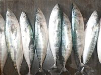 Сегодня пила и ставрида: морская рыбалка на Чёрном море держит темп